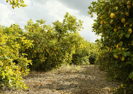 Image Name 1
